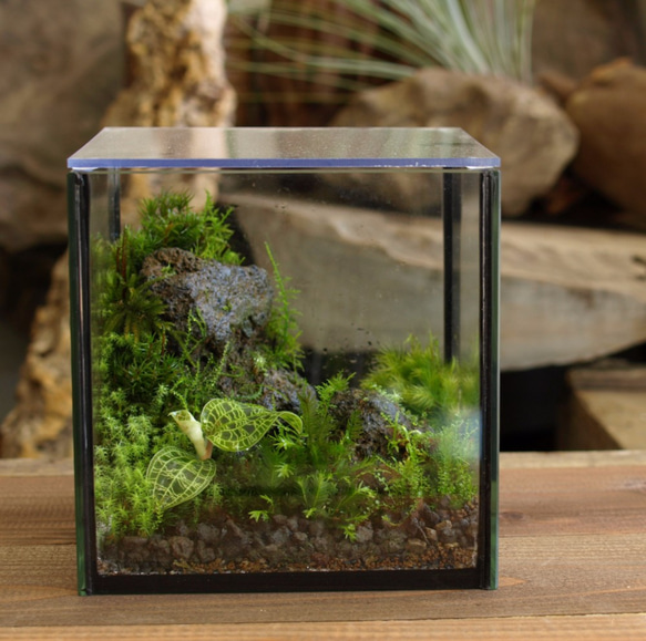 苔テラリウム】15cmの小さなコケの森 Jewel テラリウム 道草