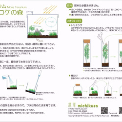 こけ玉テラリウム　Sサイズ　２種植え 4枚目の画像