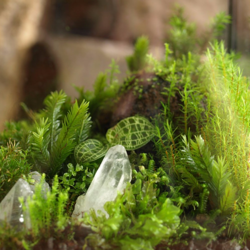 苔テラリウム】15cmの小さなコケの森 Crystal2 テラリウム 道草