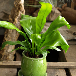 観葉植物【タニワタリ（シダ植物）】 2枚目の画像