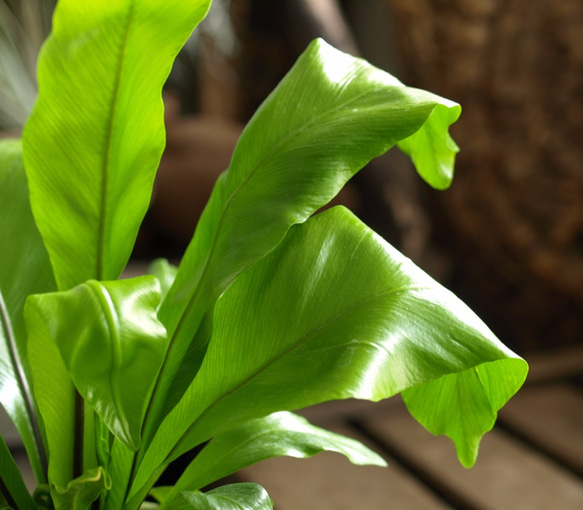 観葉植物【タニワタリ（シダ植物）】 3枚目の画像