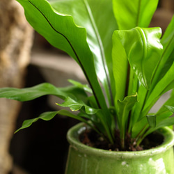 観葉植物【タニワタリ（シダ植物）】 4枚目の画像