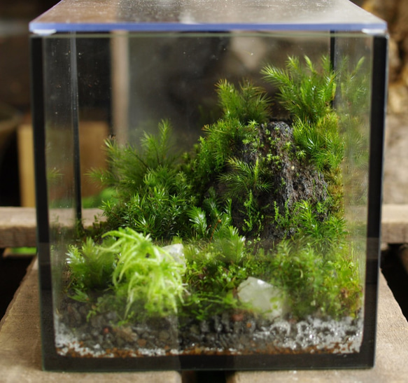 そらとぶこぶたさんオーダー品【苔テラリウム】15cmの小さなコケの 