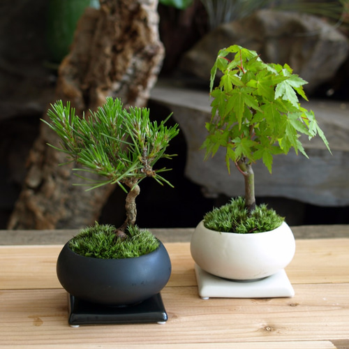 手のひらサイズのミニ盆栽【松＆イロハカエデ セット】 その他