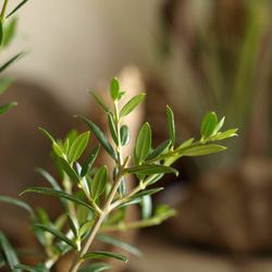 爽やかに飾る観葉植物【オリーブ シルベストリス】 3枚目の画像