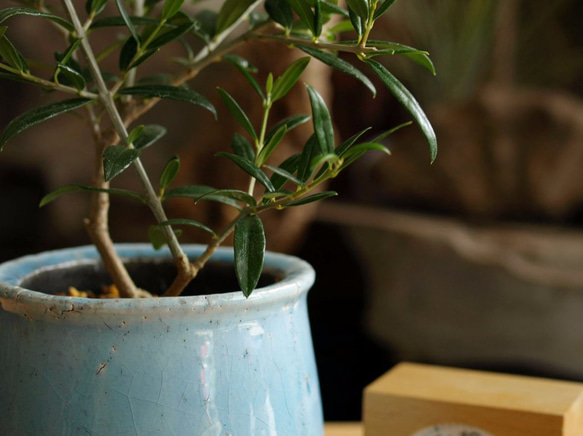 爽やかに飾る観葉植物【オリーブ シルベストリス】 4枚目の画像