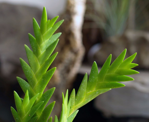 手のひらサイズのミニ観葉植物【エリア アポロイデス】 3枚目の画像