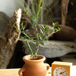 爽やかに飾る観葉植物【オリーブ シルベストリス】＃２ 1枚目の画像