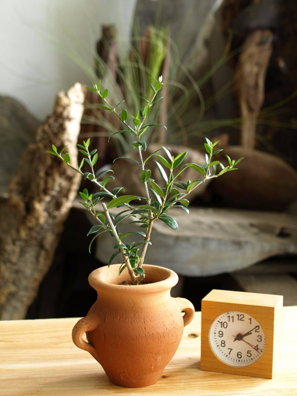 爽やかに飾る観葉植物【オリーブ シルベストリス】＃２ 1枚目の画像