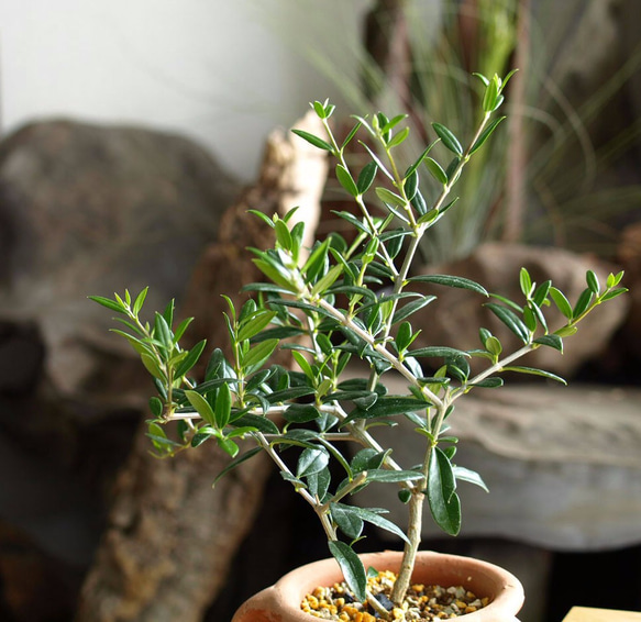 爽やかに飾る観葉植物【オリーブ シルベストリス】＃６ 3枚目の画像