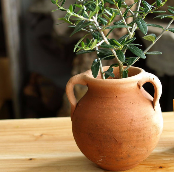 爽やかに飾る観葉植物【オリーブ シルベストリス】＃８ 4枚目の画像