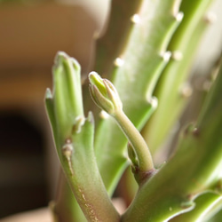 手のひらサイズのミニ観葉植物【スタペリア　ヒルスタ】 3枚目の画像