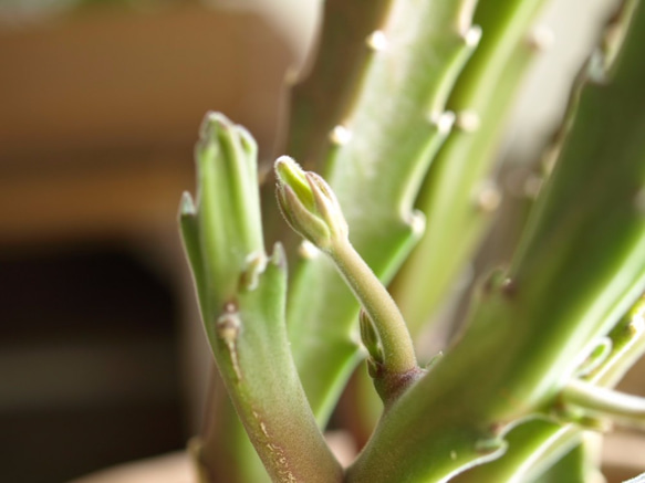 手のひらサイズのミニ観葉植物【スタペリア　ヒルスタ】 3枚目の画像