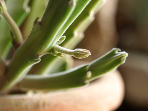 手のひらサイズのミニ観葉植物【スタペリア　ヒルスタ】 4枚目の画像