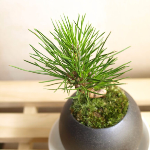 ねじり松 盆栽 ポット付 R*k様 松の盆栽 ねじれた幹付き