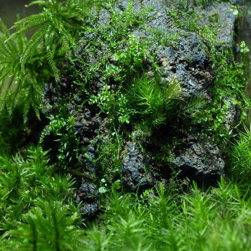 苔テラリウム】15cmの小さなコケの森 苔むす崖の風景