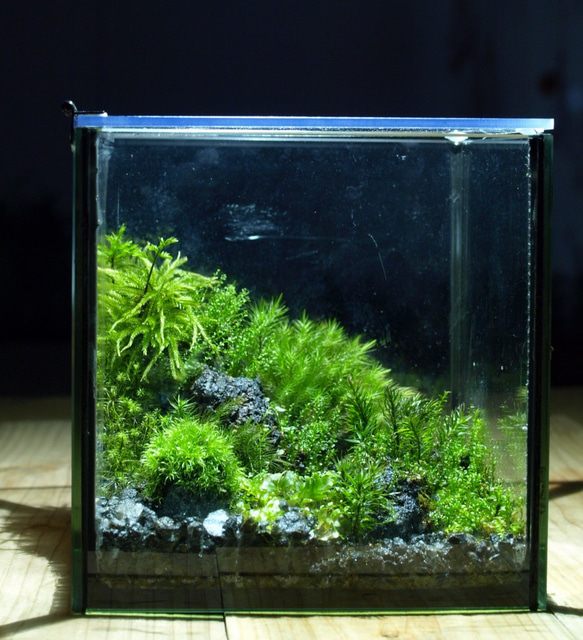苔テラリウム】15cmの小さなコケの森 苔玉のあるコケの森