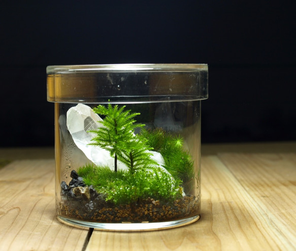 苔テラリウム No.491 苔テラリウム No.93