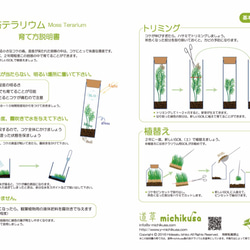 【苔テラリウム】小さなコケの森　三角フラスコ200ｍｌ 4枚目の画像