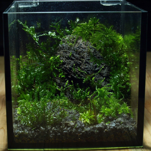 苔テラリウム】15cmの小さなコケの森 岩壁 テラリウム 道草