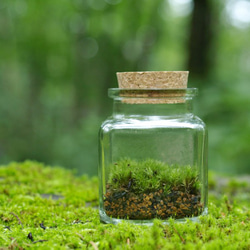 【苔テラリウム】小さなコケの森　角瓶　ホソバオキナゴケ 1枚目の画像