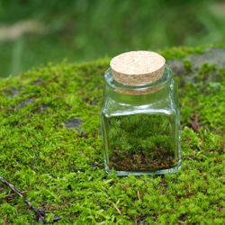 【苔テラリウム】小さなコケの森　角瓶　ホソバオキナゴケ 2枚目の画像