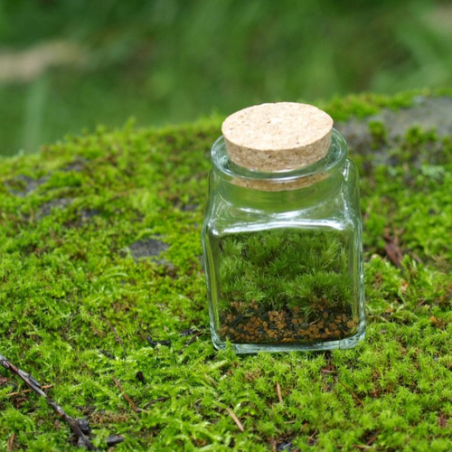 苔テラリウム】小さなコケの森 角瓶 ホソバオキナゴケ テラリウム 道草