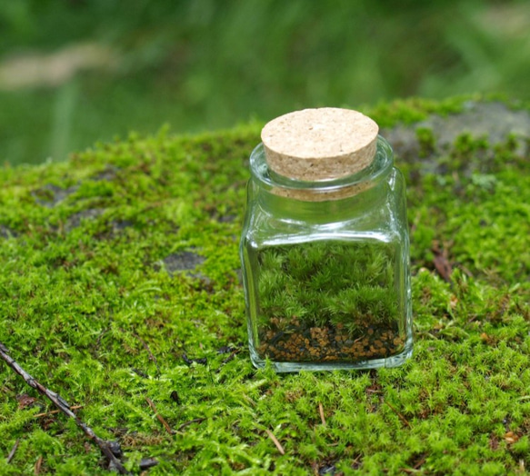 【苔テラリウム】小さなコケの森　角瓶　ホソバオキナゴケ 2枚目の画像