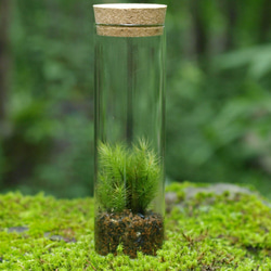 【苔テラリウム】小さなコケの森　試験管　ヒノキゴケ 1枚目の画像