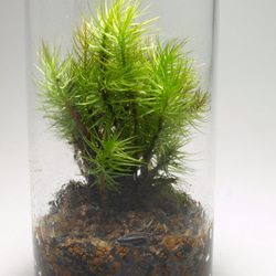 【苔テラリウム】小さなコケの森　試験管　ヒノキゴケ 4枚目の画像