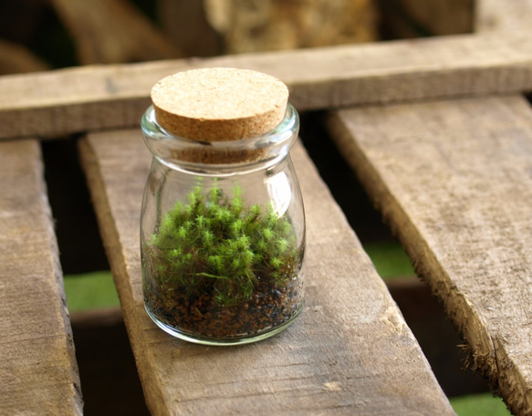 【苔テラリウム】小さなコケの森　ヨーグルト瓶　タマゴケ 2枚目の画像