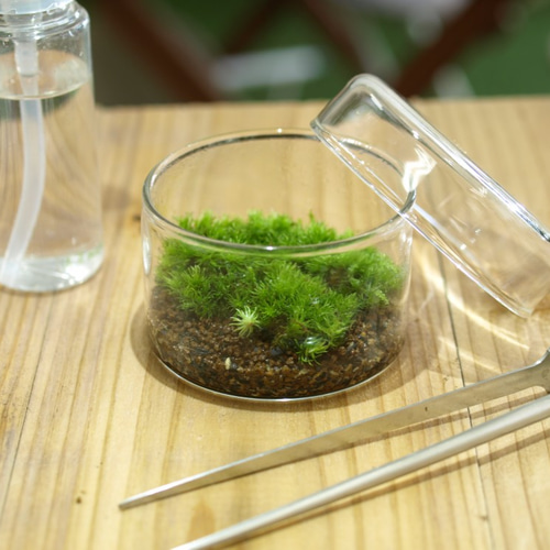 シャーレで育てる。苔テラリウム作製キットBタイプ テラリウム 道草 