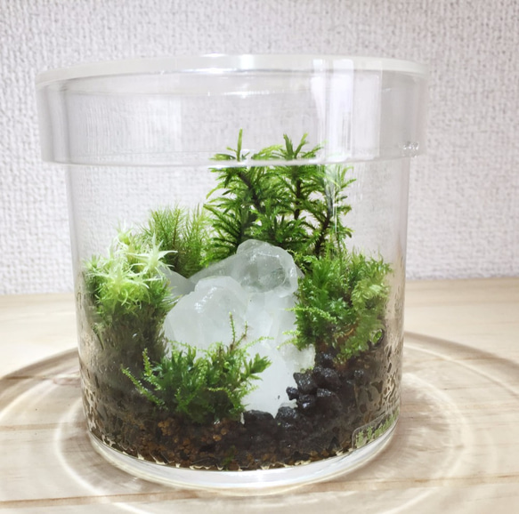 苔テラリウム No.497 苔テラリウム No.490 ✳︎✳︎ 苔