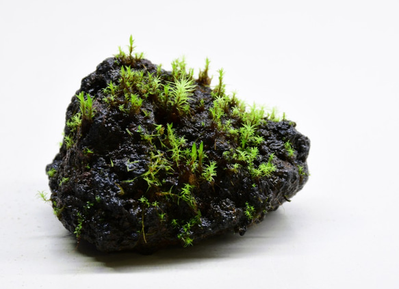 苔テラリウムパーツ】溶岩石着生「苔石」01 テラリウム 道草michikusa