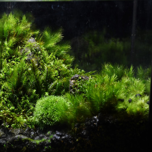 苔テラリウム】15cmの小さなコケの森 苔玉のあるコケの森