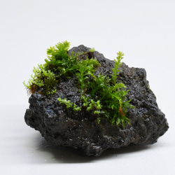 【苔テラリウムパーツ】溶岩石着生「苔石」08 1枚目の画像
