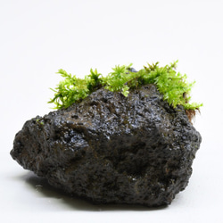 【苔テラリウムパーツ】溶岩石着生「苔石」08 3枚目の画像