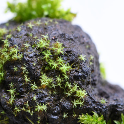 【苔テラリウムパーツ】溶岩石着生「苔石」１１ 4枚目の画像