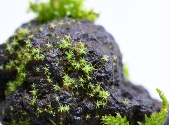 【苔テラリウムパーツ】溶岩石着生「苔石」１１ 4枚目の画像