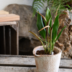 【蘭科植物】Dendrochilum　◆POTSランの植木鉢入り 1枚目の画像