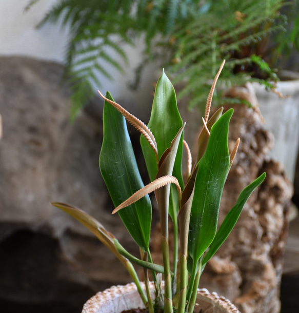 【蘭科植物】Dendrochilum　◆POTSランの植木鉢入り 2枚目の画像