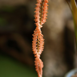 【蘭科植物】Dendrochilum　◆POTSランの植木鉢入り 3枚目の画像