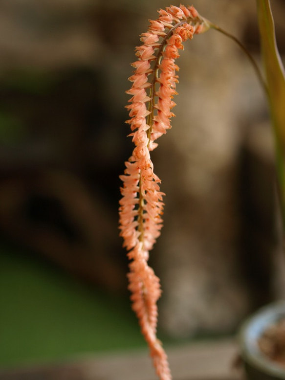 【蘭科植物】Dendrochilum　◆POTSランの植木鉢入り 3枚目の画像