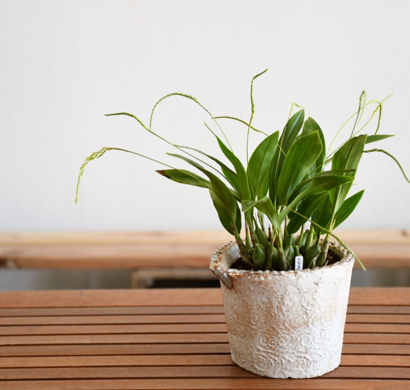 【蘭科植物】Dendrochilum　◆POTSランの植木鉢入り 3枚目の画像