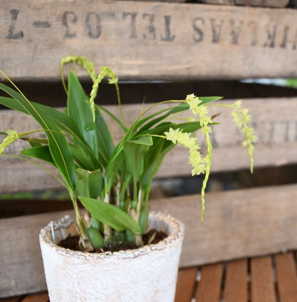 【蘭科植物】Dendrochilum　◆POTSランの植木鉢入り 1枚目の画像