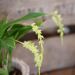 【蘭科植物】Dendrochilum　◆POTSランの植木鉢入り 2枚目の画像