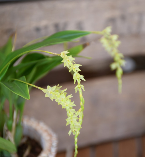 【蘭科植物】Dendrochilum　◆POTSランの植木鉢入り 2枚目の画像