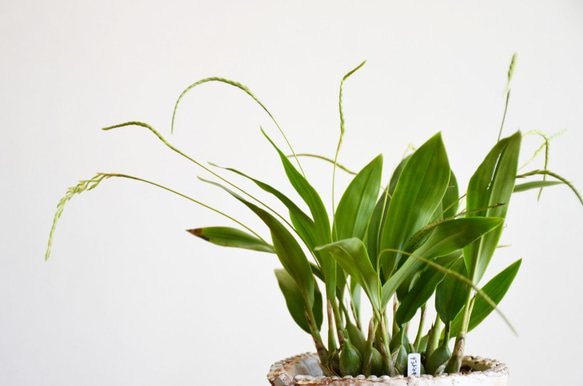 【蘭科植物】Dendrochilum　◆POTSランの植木鉢入り 4枚目の画像
