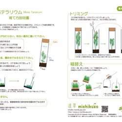 【苔テラリウム】小さなコケの森　ボトル瓶　タマゴケ 4枚目の画像