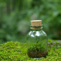 小さなコケの森　Sボトル瓶　ツヤゴケ 1枚目の画像